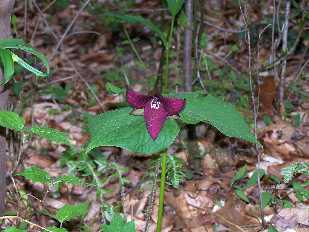 Click to see 21 Rock Garden Trail purple Erect Trillium Trillium erectus.jpg