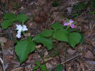 Click to see 23 Rock garden Trail White and Pink Trillium 2010.jpg