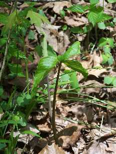 Click to see 44 Stop 5 Jack-In-The-Pulpit Arisaema atrorbens 2010.jpg